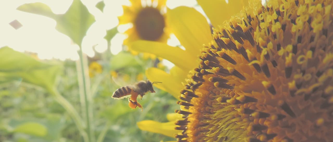 nearBees bei Awards „Gutes Beispiel“ und GreenTec nominiert