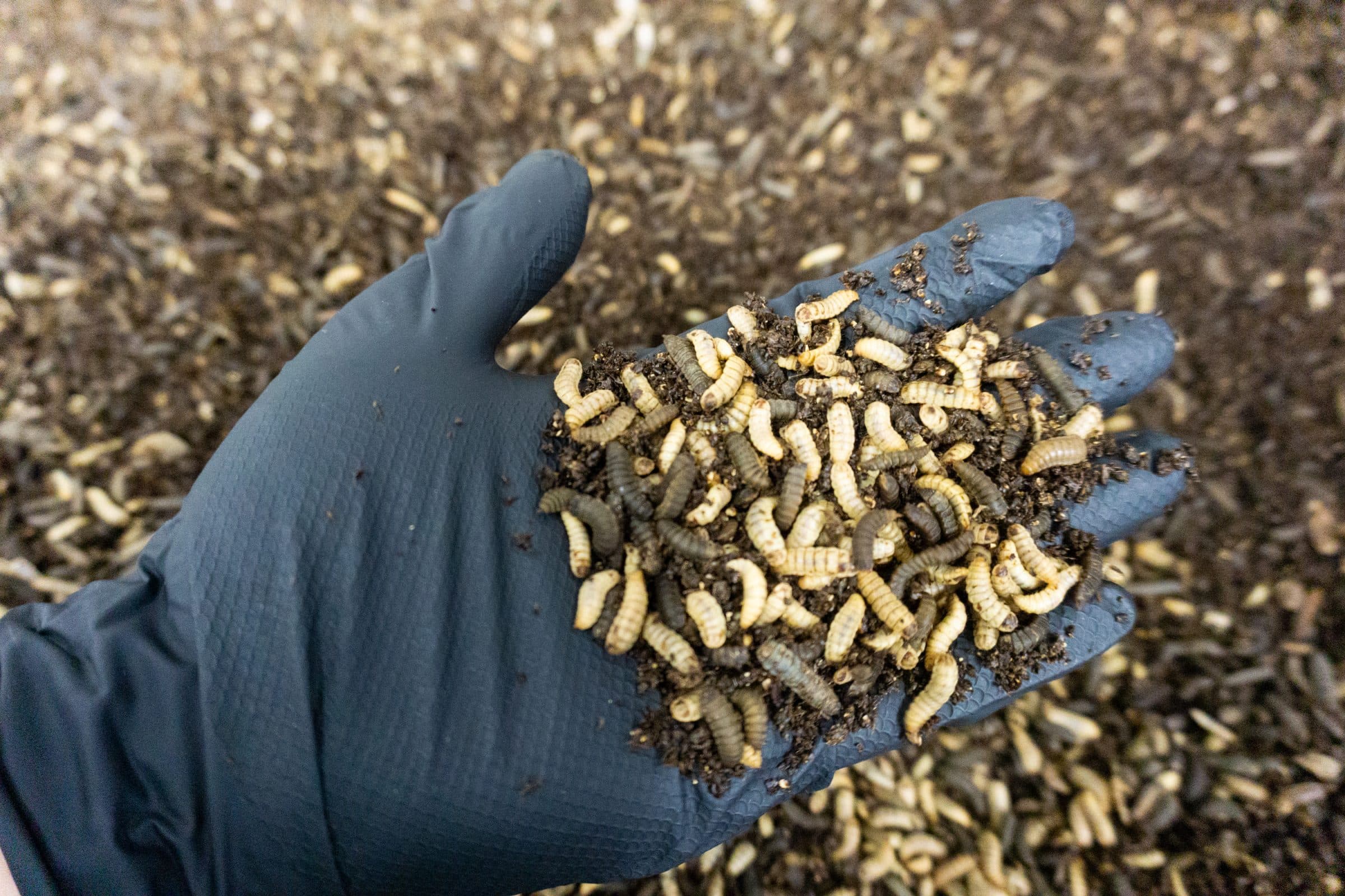 Farminsect schließt sechsstellige Seed-Finanzierung ab