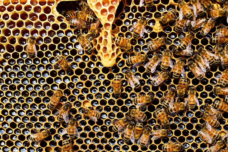 BonVenture beteiligt sich an nearBees