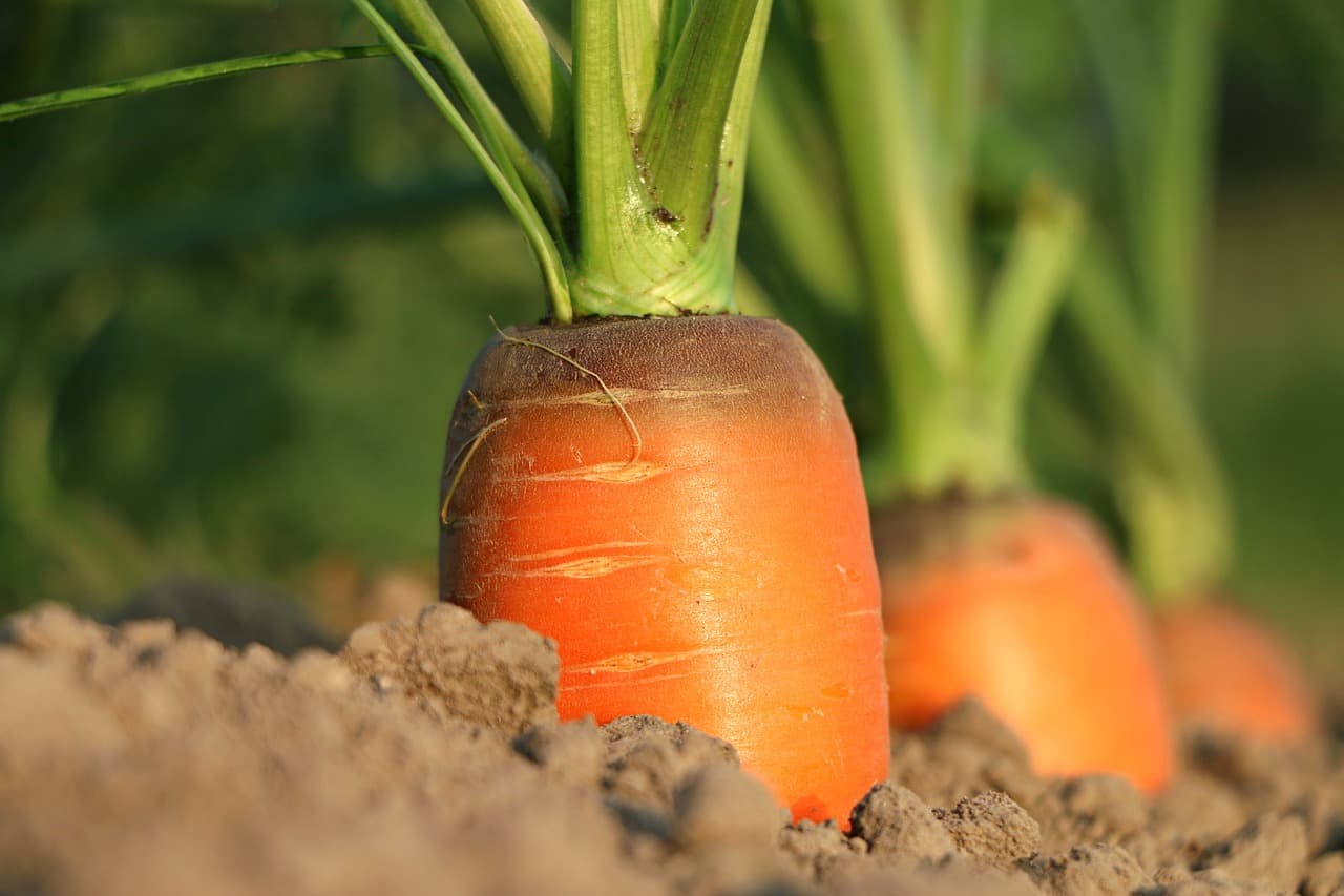 Von Agtech bis Agro-Tourismus: Die Future Agro Challenge