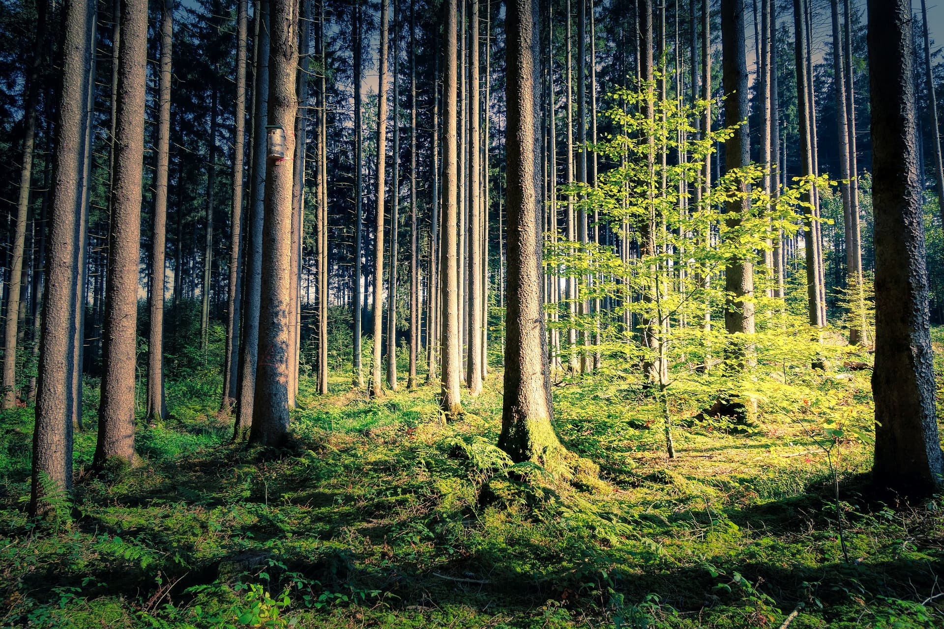 Pina Earth erhält 2,4 Millionen Euro