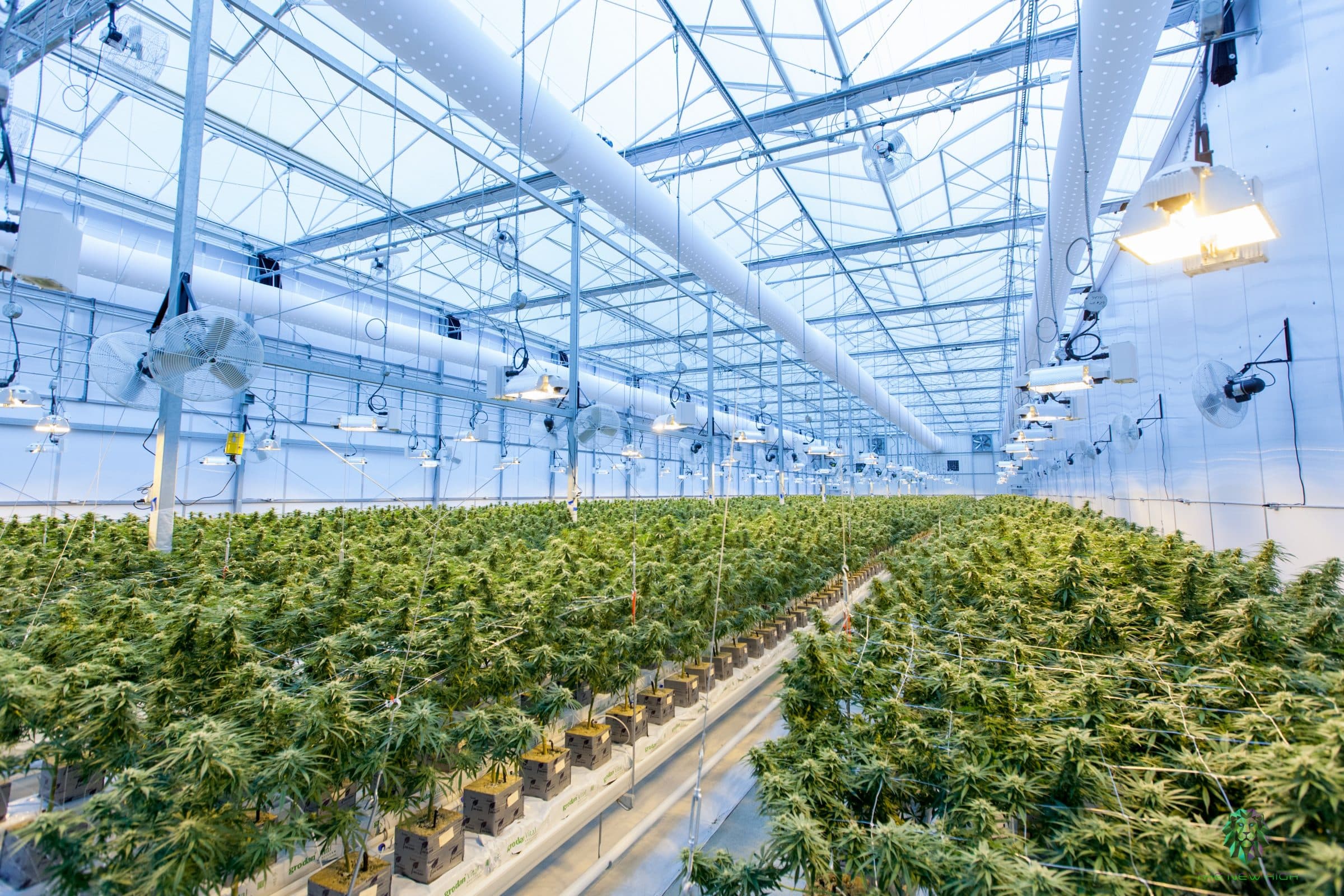 Synbiotic sichert sich drei Millionen Euro und übernimmt weiteren Cannabis-Händler