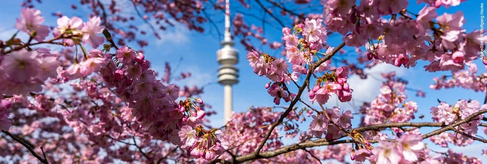 Tech Meetup Japan and Bavaria
