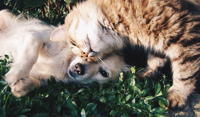 Hund und Katze auf Rasen